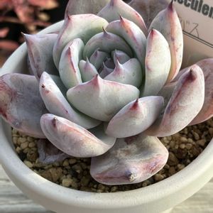 ブラックサバス,多肉植物,エケベリア属,多肉大好き,多肉植物のある暮らしの画像