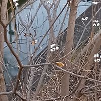 ナンキンハゼの画像