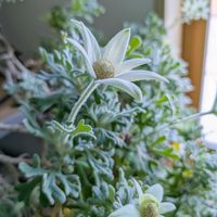 フランネルフラワー,フランネルフラワー  フェアリーホワイト,花のある暮らし,岩手県,季節を感じる暮らしの画像