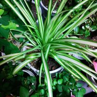 オリヅルランの画像