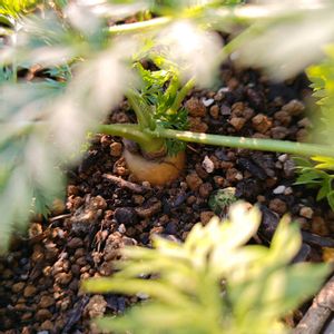 ニンジン,玉ねぎ,パセリ,ニンニク,小ネギの画像