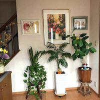 カランコエ,サンスベリア,テーブルヤシ,ポトスとサンスベリア,八重咲きカランコエの画像