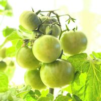 ミニトマト,実のなる植物,花のある暮らし,緑のある暮らし,リビング・ダイニングの画像