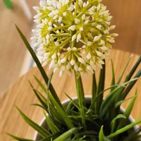 アリウム,アリウムの画像