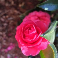 寒椿,筑波実験植物園,GSに感謝。,カンツバキ,植物観察の画像