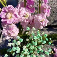 カスミソウ,ストック,バラ,河津桜,赤い薔薇の画像