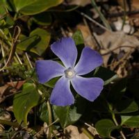 ツルニチニチソウ,山野草,樹木の画像