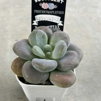 月美人,桃美人,桃美人,月花美人,ユニフロルムの画像