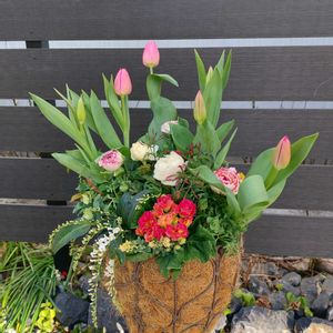 チューリップ,ギャザリング,ガーデンフェンス,チーム愛知の画像