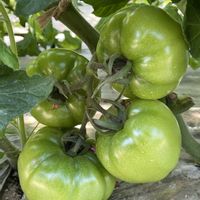 トマト,小松菜,ほうれん草,サニーレタス,実家の画像