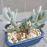 福娘,多肉植物,鉢植え,ガーデニング,コチレドン属の画像