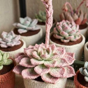 カサンドラ,カサンドラ,カサンドラ,多肉植物,エケベリア属の画像