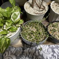 ドルフィンネックレス,バナナネックレス,バナナネックレス,多肉植物,観葉植物の画像