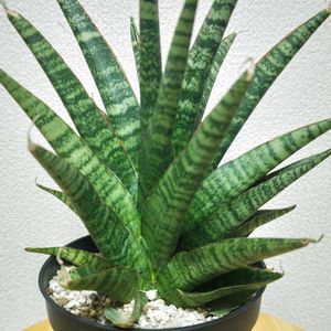 サンスベリア クロコダイルロック,サンセベリア,サンセベリア・クロコダイルロック,サンスべリア,観葉植物の画像