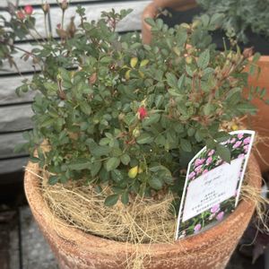 ミニバラ,花のある暮らし,PR,花好きな人と繋がりたい,三ツ星品質モニターの画像