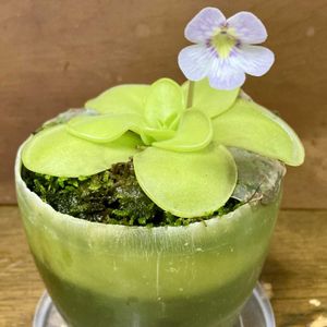 食虫植物,放置,庭の画像