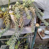 ビアホップ ,多肉植物,鉢植え,多肉女子,多肉だいすきの画像