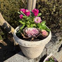 ハボタン,葉牡丹,寄せ植え,ガーデニング,種まきっ子の画像