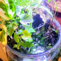 ネフロレピス,花のある暮らし,ボトリウム,植物好きさんと繋がりたい,アクアポニックスの画像