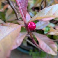 ヤブコウジの画像