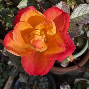 薔薇ハッピーマザーズデイ,薔薇ハッピーマザーズデイ,ハイビスカス  プチオレンジ,ハイビスカス  プチオレンジ,花のある暮らしの画像