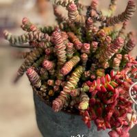 舞乙女,ムスコーサ,彦星,多肉植物,多肉植物のある暮らしの画像