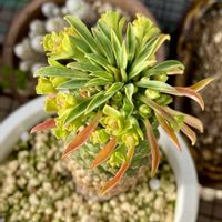 ソテツキリン,ユーフォルビア,黄色い花,小さなお庭,キュンキュン乙女倶楽部の画像