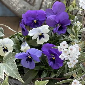 斑入りアリッサム,ビオラ オセロブルー,ベランダガーデン,シェードガーデン,冬の寄せ植えの画像