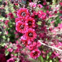 ギョリュウバイ,ギョリュウバイ（御柳梅）,フトモモ科,今日のお花の画像