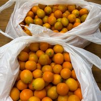 キンカン,お友達に感謝の画像