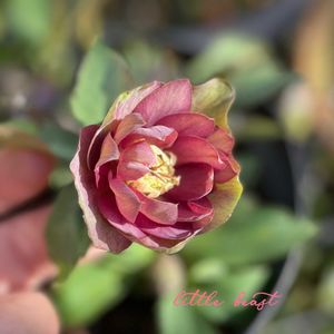 クリスマスローズ,クリスマスローズ　リトルビースト,ナチュラルガーデン,ジャンクガーデン,シェードガーデンの画像