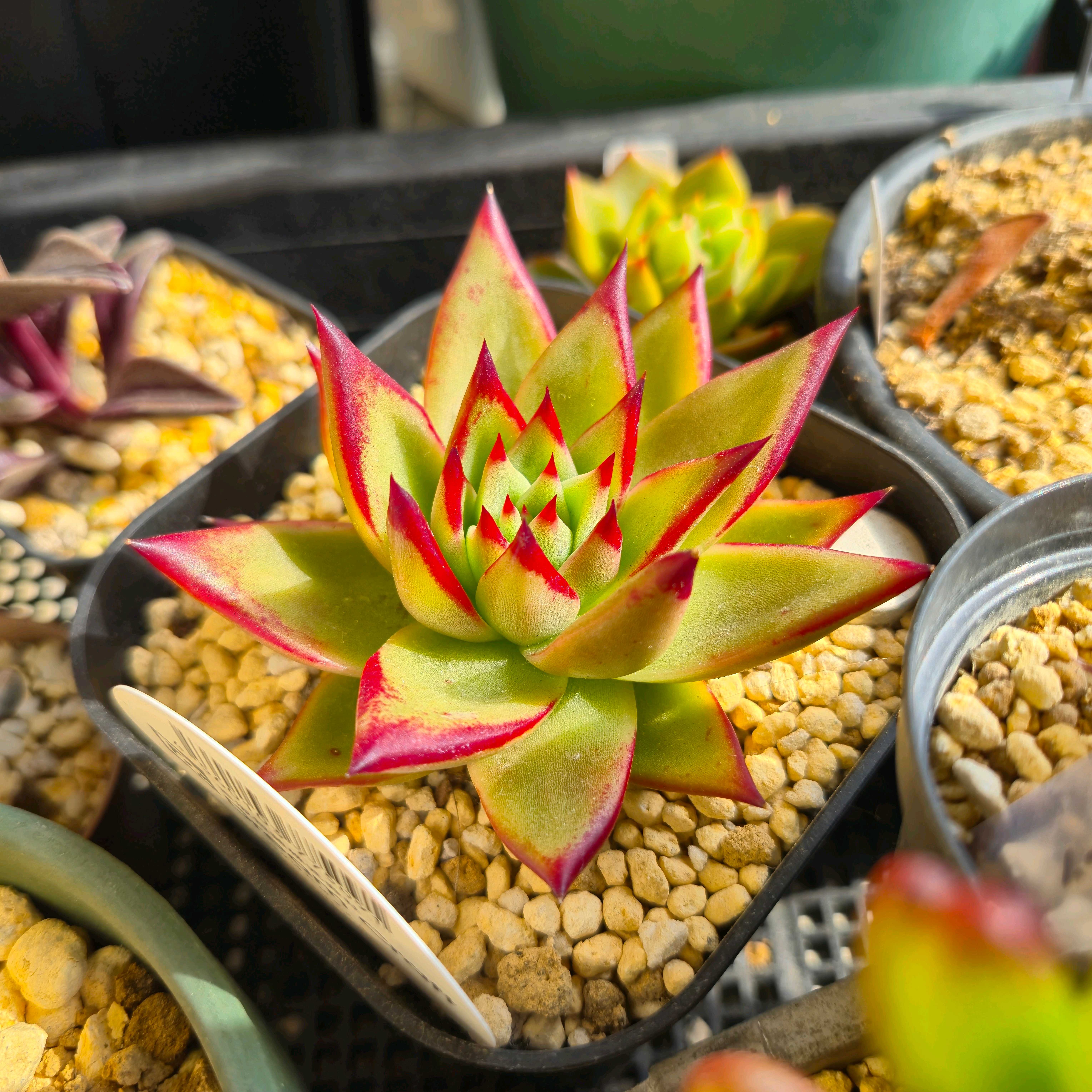 ラブリーローズ（錦）の繁殖｜🍀GreenSnap（グリーンスナップ）