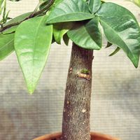 パキラ,ミニ観葉植物,新芽がカワイイ,新芽フェチの画像