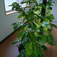 コーヒーの木の画像