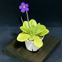 ムシトリスミレ,ピンギキュラ アルフレッド・ラウ #13,食虫植物,窓際,花のある暮らしの画像