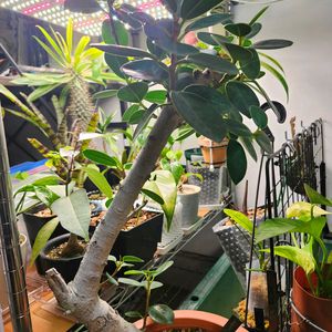 ガジュマル,パンダガジュマル,観葉植物,挿し木,枝挿しの画像