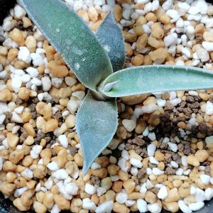 アガベ,育成ライト,アガベ　モンタナ,多肉植物,子株の画像