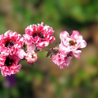 ギョリュウバイ,過去のpic,フトモモ科ギョリュウバイ属,温泉県大分♨️,秘密の花園♡の画像