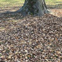 ケヤキ,ケヤキ,サクラ,タケ,カエデの画像