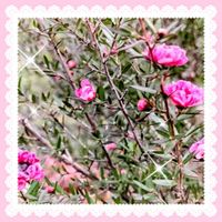 サンスベリア,トラノオ,ギョリュウバイ,サンセベリア（虎の尾）,ギョリュウバイ（御柳梅）の画像