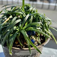 タマリュウ,リュウノヒゲ,観葉植物,山野草,花のある暮らしの画像