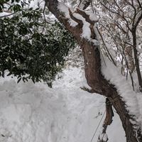 金木犀,金木犀,金木犀,松 まつ,松 まつの画像