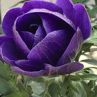 アネモネ,イベリス,シロタエギク,コクリュウ（黒竜）,アネモネ・ポルトの画像