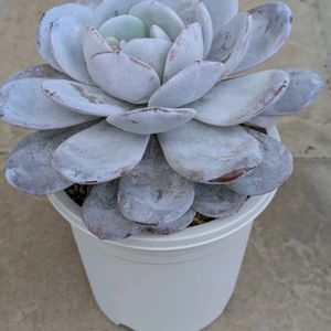 多肉植物,葉挿し,リメ缶,多肉寄せ植え,リメ鉢の画像