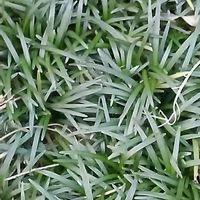 タマリュウの画像