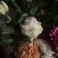 カーネーション,トルコキキョウの画像