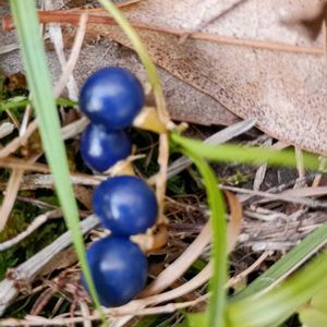 生け花,青い実,今日のお花,ご近所散歩,花曜日の画像