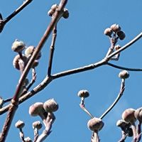 ブロッコリー,白菜,カリフラワー,ハナミズキの花芽,マサキの実の画像