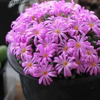 メセン,コノフィツム属,タニラー,その他部屋の画像