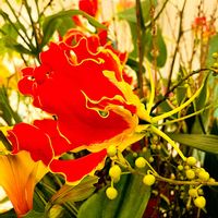 グロリオサ,グロリオサ,キツネユリ（狐百合）,球根植物,ビタミンカラーの画像